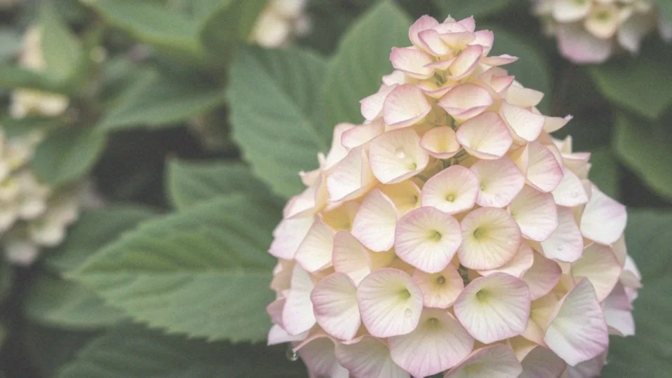 Co wyróżnia odmianę Vanille Fraise?