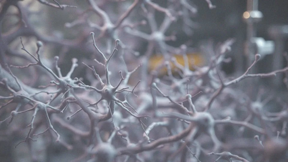 Jakie są skutki zamachów na nowe komórki nerwowe spowodowane przez alkohol?
