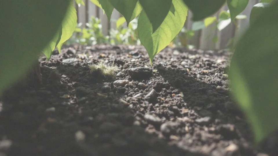 Jakie warunki glebowe są najlepsze dla żywopłotu z hortensji bukietowej?