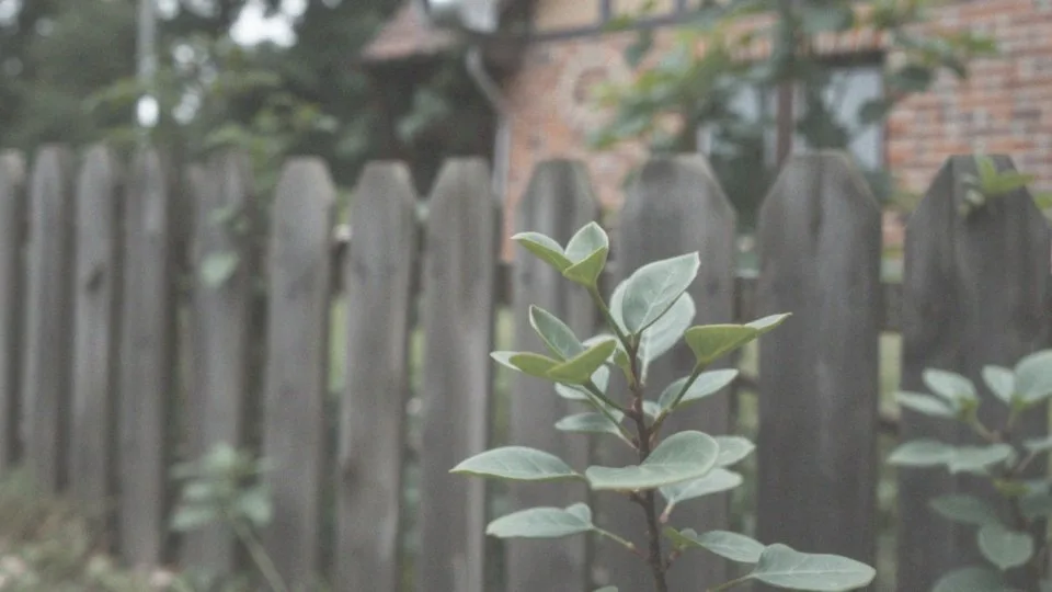 Chlorofillipt skutki uboczne – jakie reakcje mogą wystąpić?