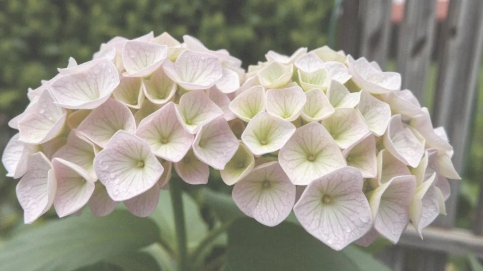 Najnowsze odmiany hortensji bukietowej – piękne i łatwe w pielęgnacji